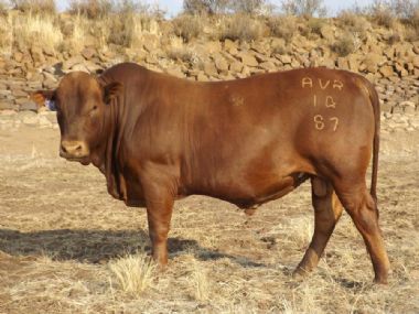 Lot 16 AVR 14 87 - 